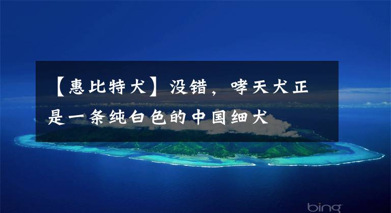 【惠比特犬】没错，哮天犬正是一条纯白色的中国细犬