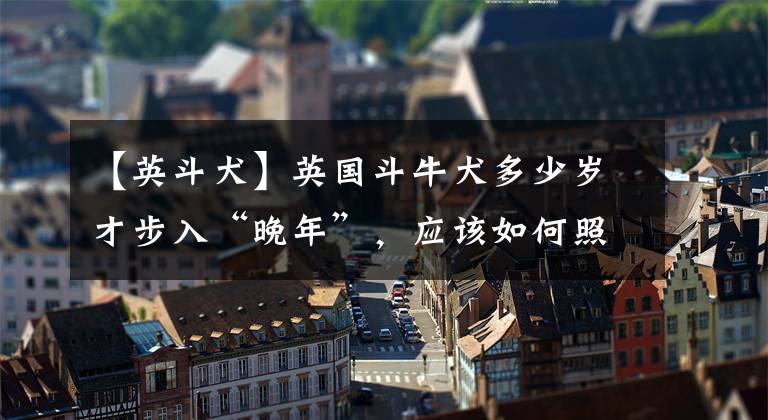 【英斗犬】英国斗牛犬多少岁才步入“晚年”,应该如何照顾?