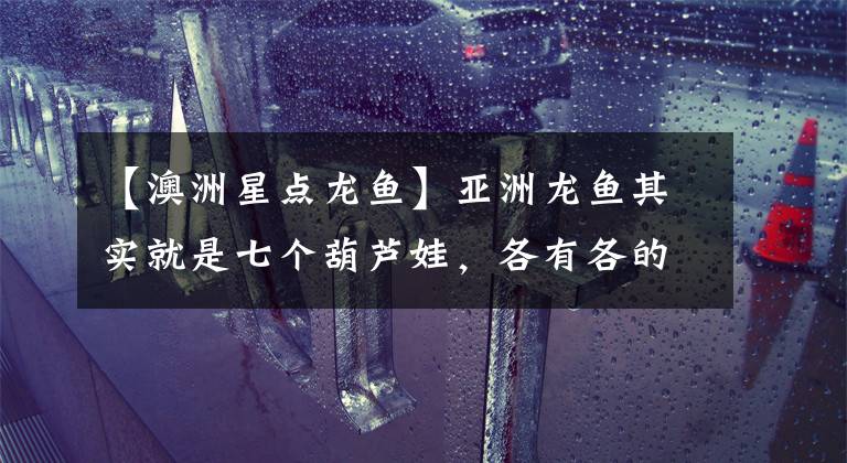 【澳洲星点龙鱼】亚洲龙鱼其实就是七个葫芦娃，各有各的奇葩