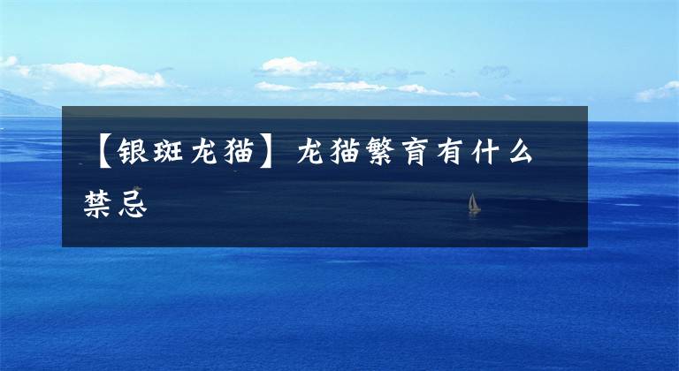 【银斑龙猫】龙猫繁育有什么禁忌