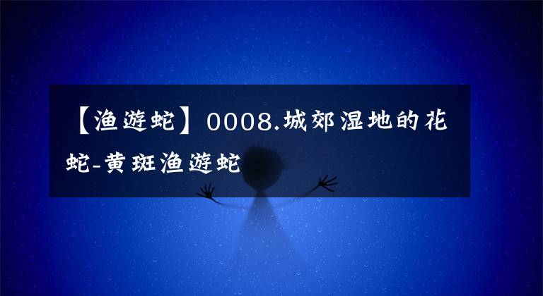 【渔游蛇】0008.城郊湿地的花蛇-黄斑渔游蛇