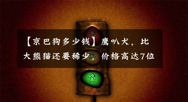 【京巴狗多少钱】鹰叭犬,比大熊猫还要稀少,价格高达7位数