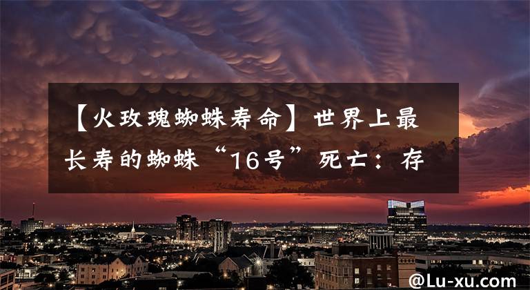 【火玫瑰蜘蛛寿命】世界上最长寿的蜘蛛“16号”死亡:存世43年