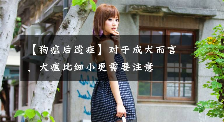 【狗瘟后遗症】对于成犬而言，犬瘟比细小更需要注意