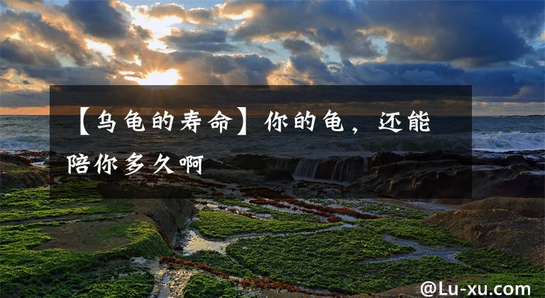 【乌龟的寿命】你的龟,还能陪你多久啊