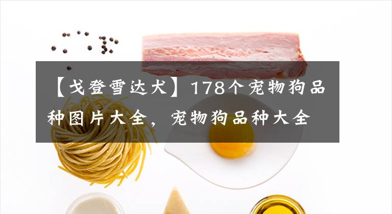 【戈登雪达犬】178个宠物狗品种图片大全，宠物狗品种大全