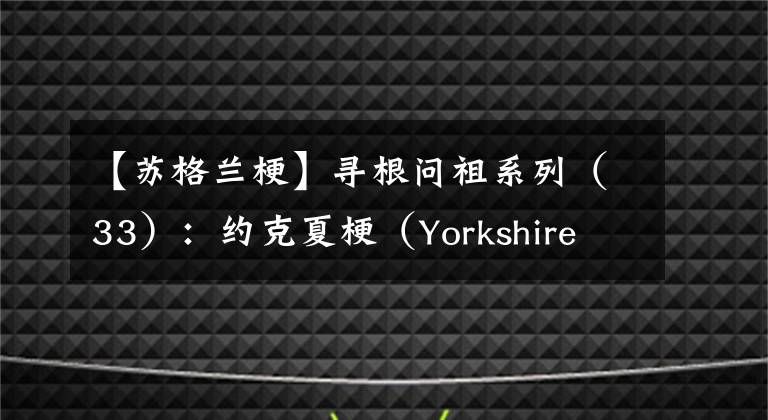 【苏格兰梗】寻根问祖系列（33）：约克夏梗（Yorkshire Terrier）