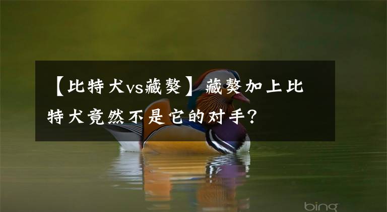 【比特犬vs藏獒】藏獒加上比特犬竟然不是它的对手?