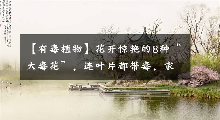 【有毒植物】花开惊艳的8种“大毒花”，连叶片都带毒，家里若养着，光看别动
