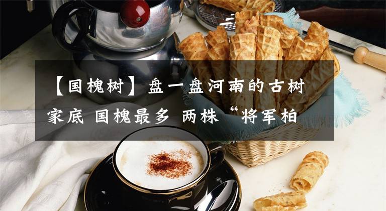 【国槐树】盘一盘河南的古树家底 国槐最多 两株“将军柏”年龄最长