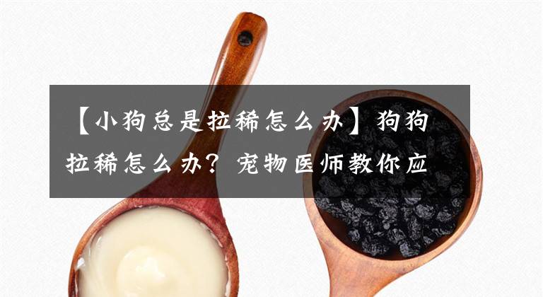 【小狗总是拉稀怎么办】狗狗拉稀怎么办？宠物医师教你应对之策