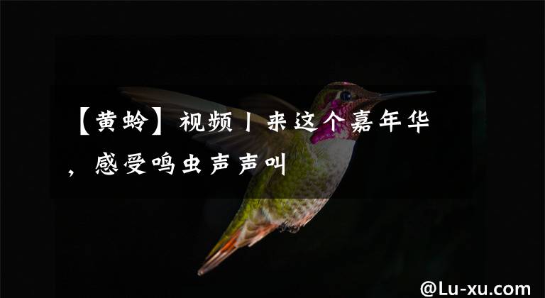 【黄蛉】视频丨来这个嘉年华，感受鸣虫声声叫