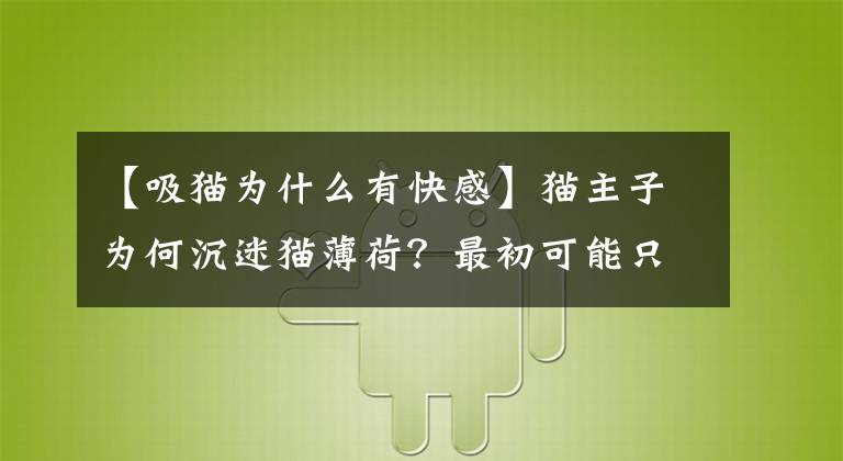 【吸猫为什么有快感】猫主子为何沉迷猫薄荷？最初可能只是为了驱蚊