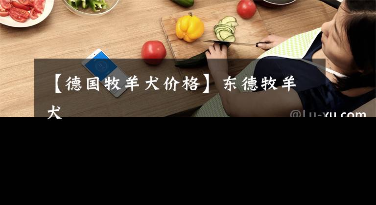 【德国牧羊犬价格】东德牧羊犬