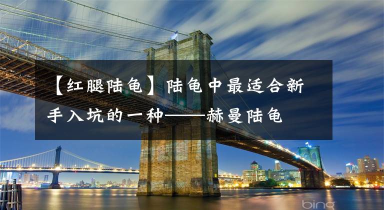 【红腿陆龟】陆龟中最适合新手入坑的一种——赫曼陆龟