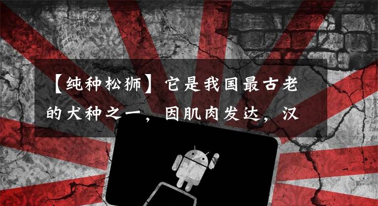 【纯种松狮】它是我国最古老的犬种之一，因肌肉发达，汉代时曾一度被充作军粮