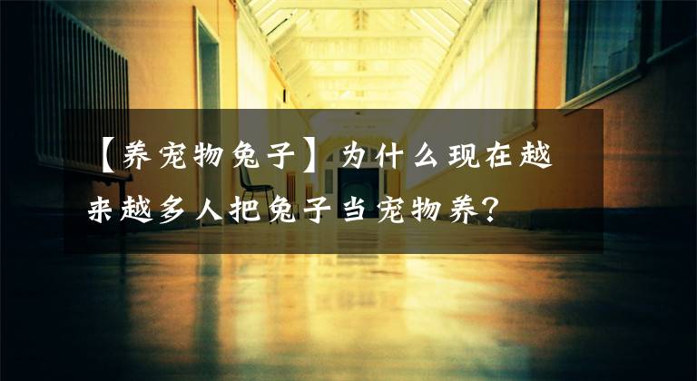 【养宠物兔子】为什么现在越来越多人把兔子当宠物养?