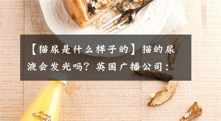 【猫尿是什么样子的】猫的尿液会发光吗?英国广播公司:你可能不知道猫的16个事实