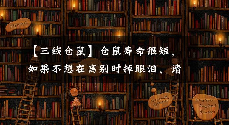 【三线仓鼠】仓鼠寿命很短，如果不想在离别时掉眼泪，请慎重饲养