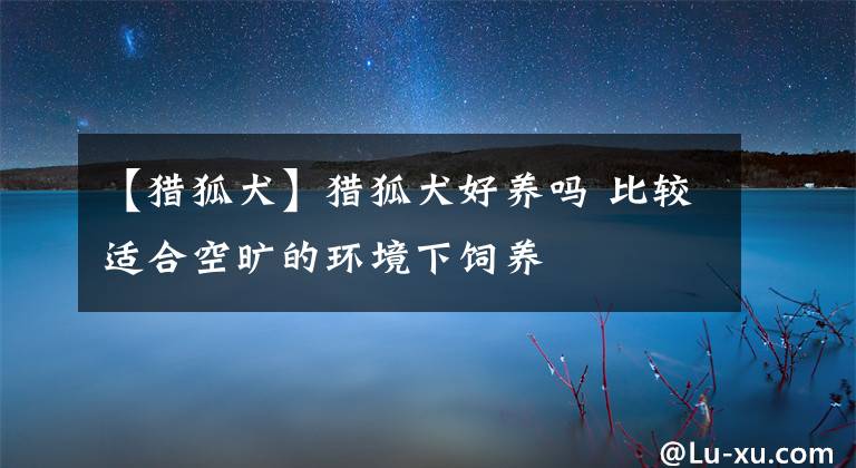 【猎狐犬】猎狐犬好养吗 比较适合空旷的环境下饲养