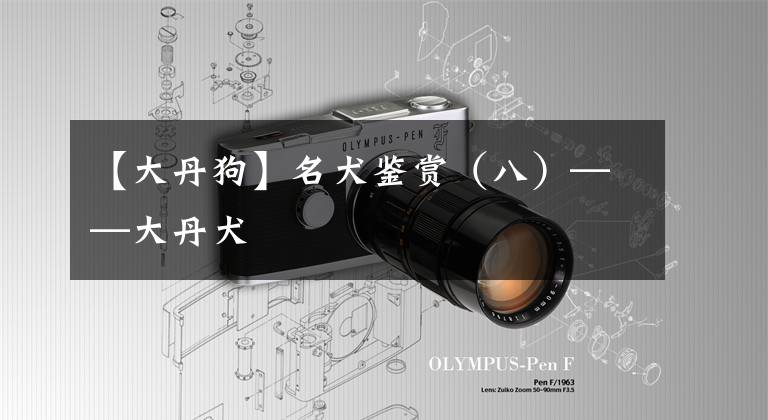 【大丹狗】名犬鉴赏（八）——大丹犬