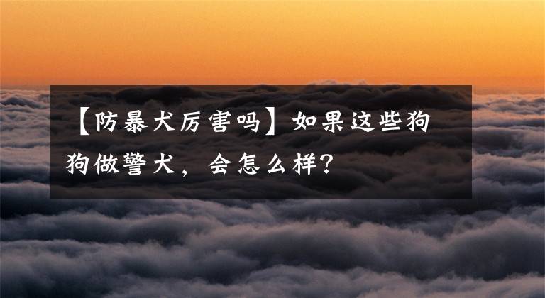【防暴犬厉害吗】如果这些狗狗做警犬,会怎么样?