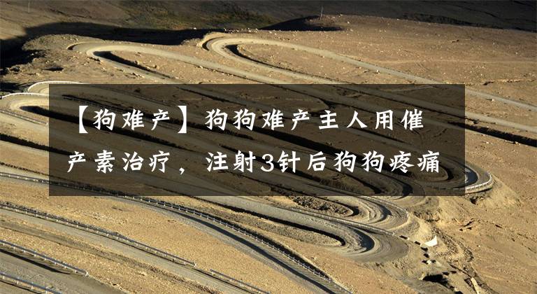 【狗难产】狗狗难产主人用催产素治疗，注射3针后狗狗疼痛尖叫全身发抖