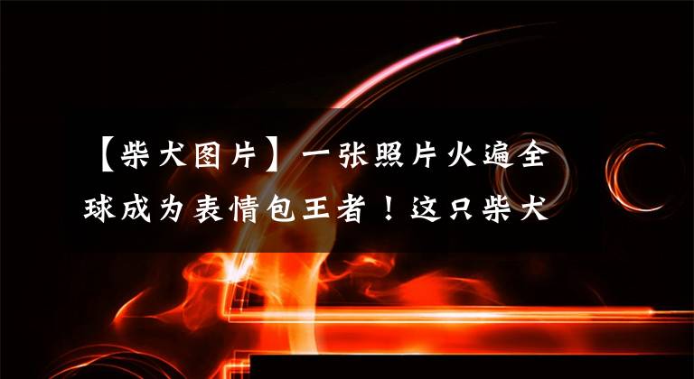 【柴犬图片】一张照片火遍全球成为表情包王者！这只柴犬过16岁生日啦