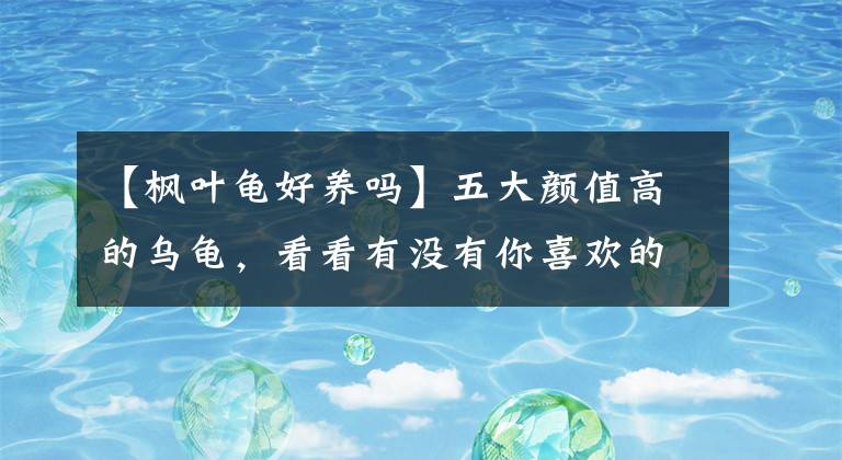 【枫叶龟好养吗】五大颜值高的乌龟，看看有没有你喜欢的呢？