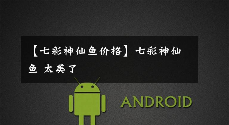 【七彩神仙鱼价格】七彩神仙鱼 太美了