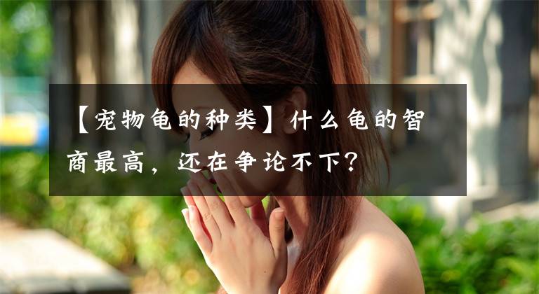 【宠物龟的种类】什么龟的智商最高,还在争论不下?
