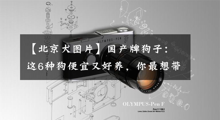 【北京犬图片】国产牌狗子:这6种狗便宜又好养,你最想带哪只回家?