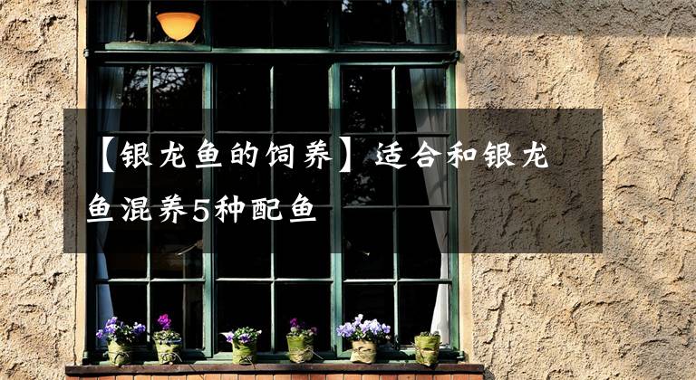 【银龙鱼的饲养】适合和银龙鱼混养5种配鱼