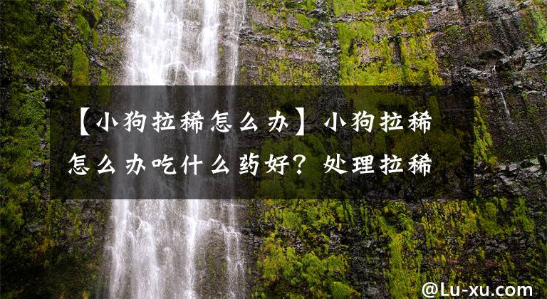【小狗拉稀怎么办】小狗拉稀怎么办吃什么药好？处理拉稀应该采取的4大措施参考