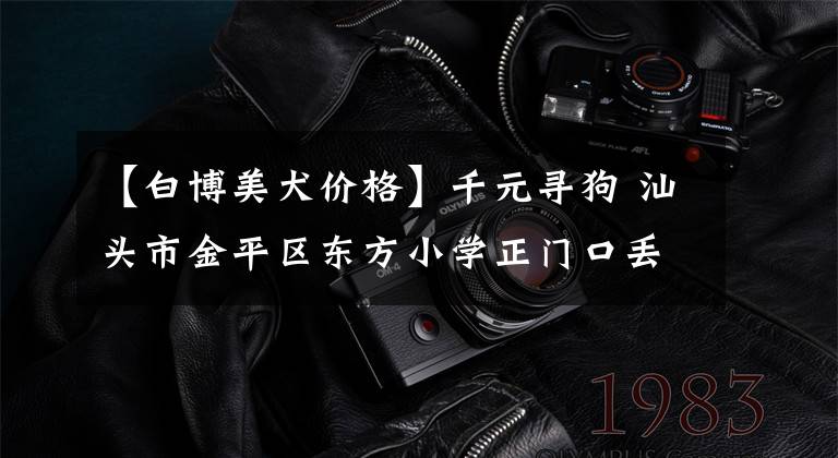 【白博美犬价格】千元寻狗 汕头市金平区东方小学正门口丢失博美犬一只
