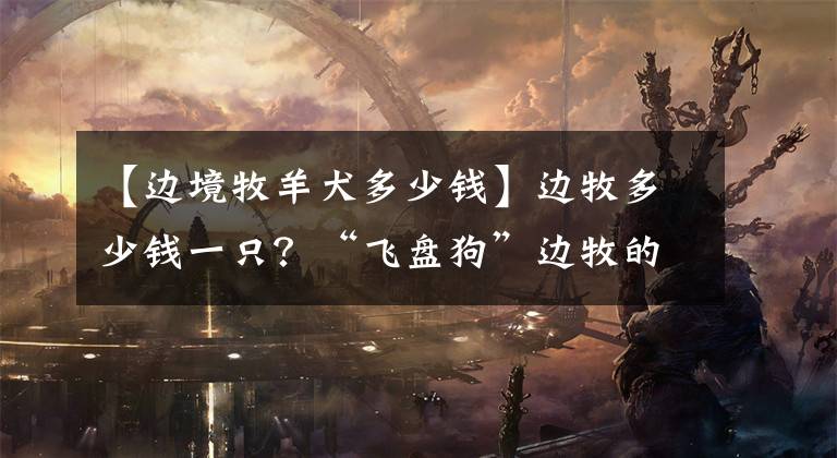 【边境牧羊犬多少钱】边牧多少钱一只？“飞盘狗”边牧的优缺点