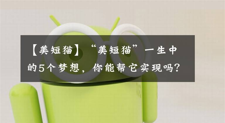 【美短猫】“美短猫”一生中的5个梦想，你能帮它实现吗？