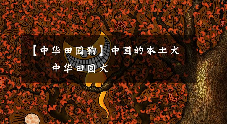 【中华田园狗】中国的本土犬——中华田园犬