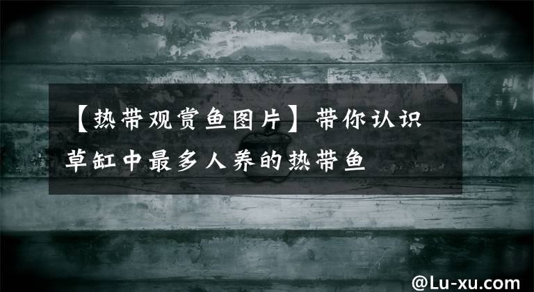 【热带观赏鱼图片】带你认识草缸中最多人养的热带鱼