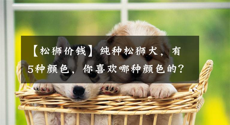 【松狮价钱】纯种松狮犬，有5种颜色，你喜欢哪种颜色的？