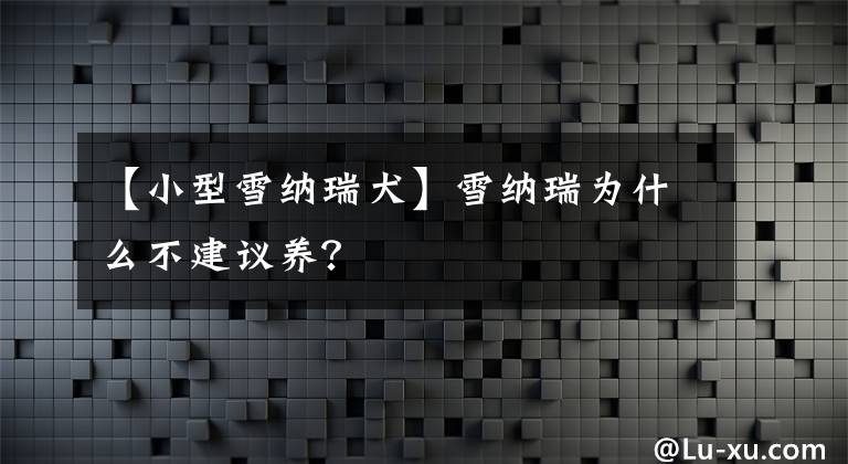 【小型雪纳瑞犬】雪纳瑞为什么不建议养？