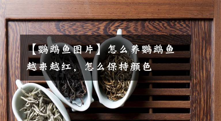 【鹦鹉鱼图片】怎么养鹦鹉鱼越来越红，怎么保持颜色