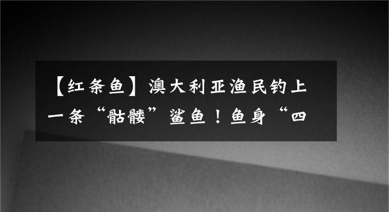 【红条鱼】澳大利亚渔民钓上一条“骷髅”鲨鱼！鱼身“四分之三”已被吃掉......