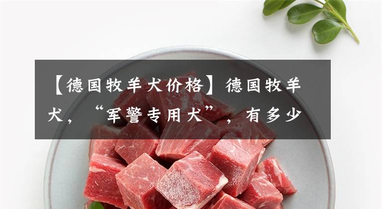 【德国牧羊犬价格】德国牧羊犬,“军警专用犬”,有多少人当宠物犬饲养?