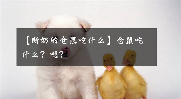 【断奶的仓鼠吃什么】仓鼠吃什么?嗯?