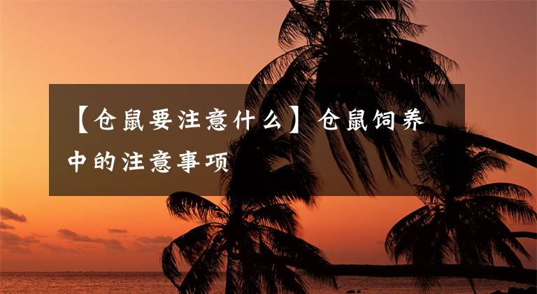 【仓鼠要注意什么】仓鼠饲养中的注意事项