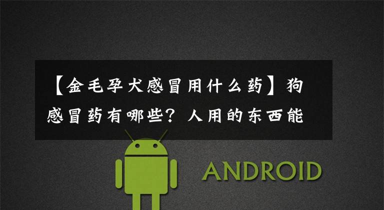 【金毛孕犬感冒用什么药】狗感冒药有哪些？人用的东西能吃吗？