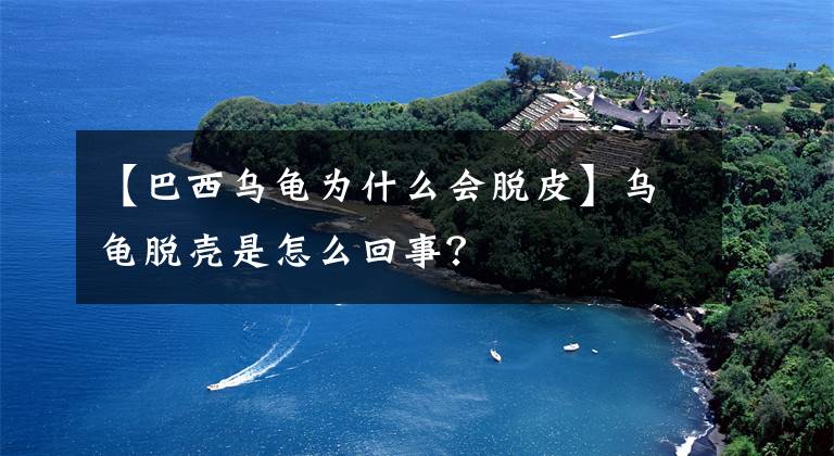 【巴西乌龟为什么会脱皮】乌龟脱壳是怎么回事?