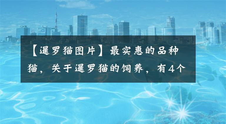 【暹罗猫图片】最实惠的品种猫，关于暹罗猫的饲养，有4个不容忽视的知识点