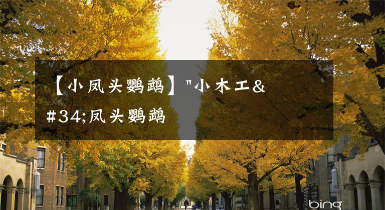 【小凤头鹦鹉】"小木工"凤头鹦鹉